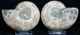 Cut & Polished Desmoceras Ammonite - #5205-1